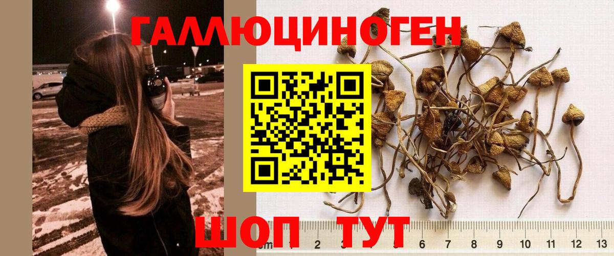 Мариинск  Псилоцибиновые грибы Psilocybe  Вход с VPN 